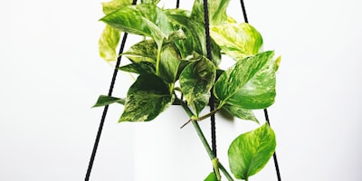 皇家马德里足球俱乐部队徽特写